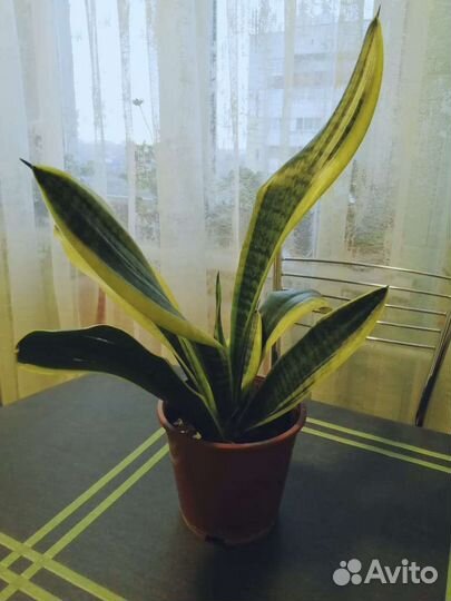 Сансевиерии сортовые