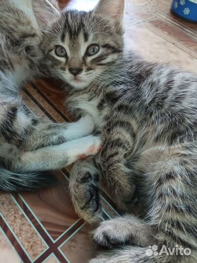 Подарю кошечку и котика 1,5 мес