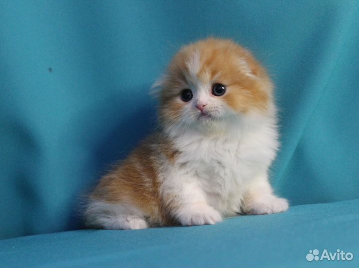 Шотландский котенок мальчик красное солнышко