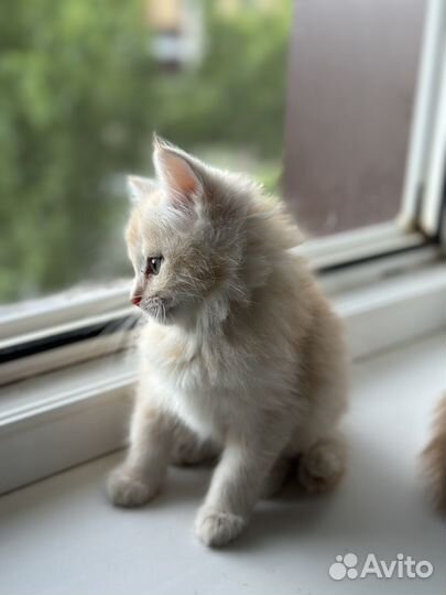 Котята в добрые руки бесплатно