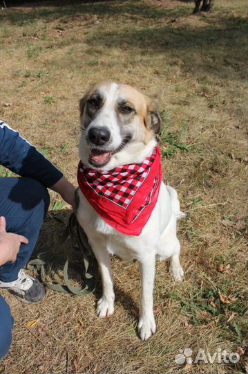 Молодая Скарлетт мечтает вырваться из приюта