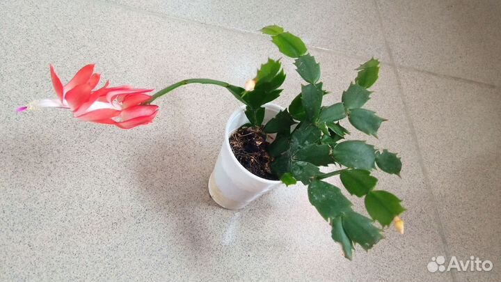 Декабристы сортовые