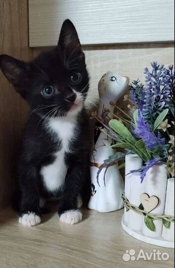 Котята в добрые руки мальчики