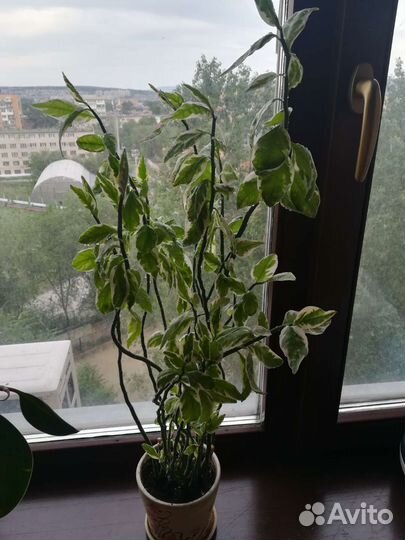 Педилантус