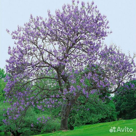 Павловния саженцы, розница и опт