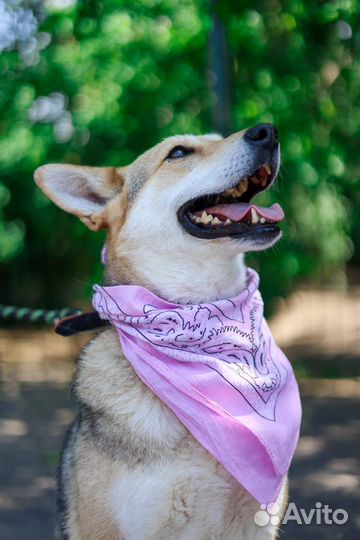 Чудесная девочка Кетрин бесплатно