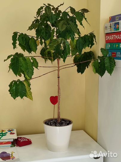 Кофе Арабика