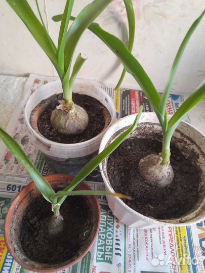 Индийский лук