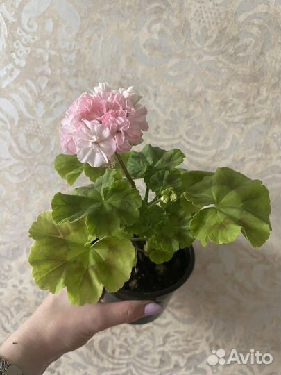 Пеларгония герань сортовая
