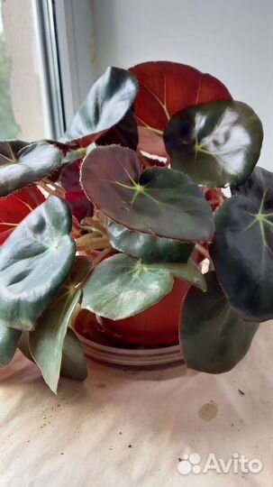 Комнатный цветок