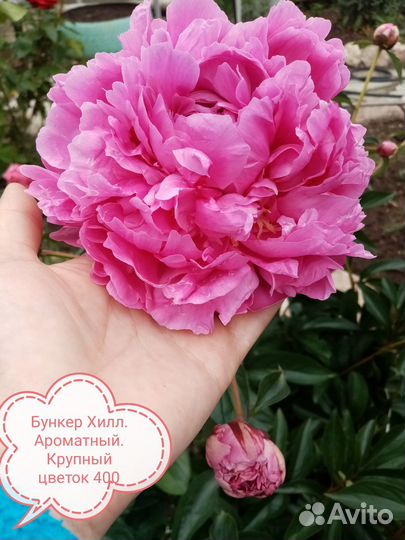 Пионы сортовые 2