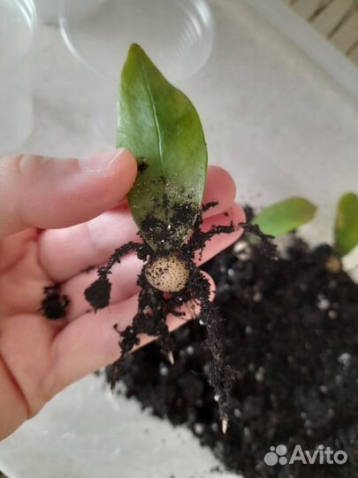 Замиокулькас комнатные растения