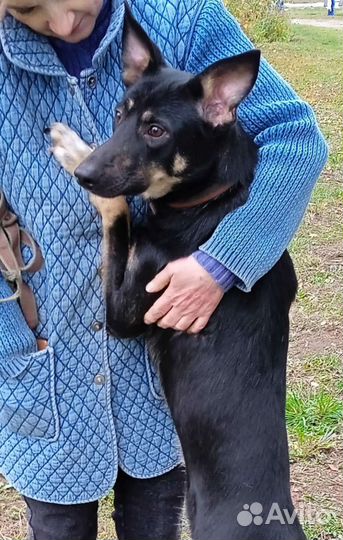 Собачке необходим дом