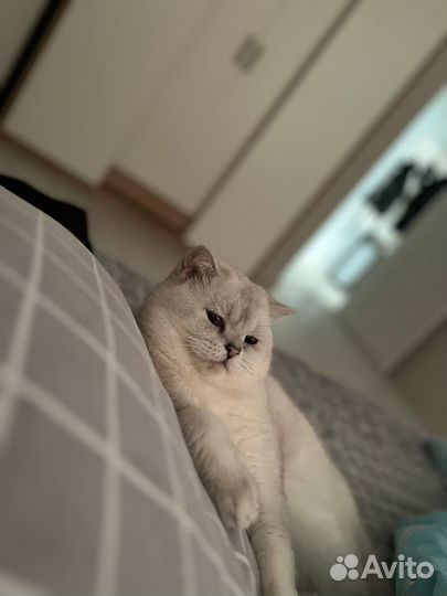 Вязка шотландский котик