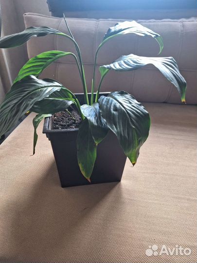 Бенджамина