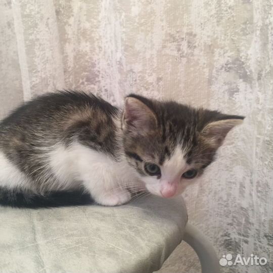 Кошка в дар