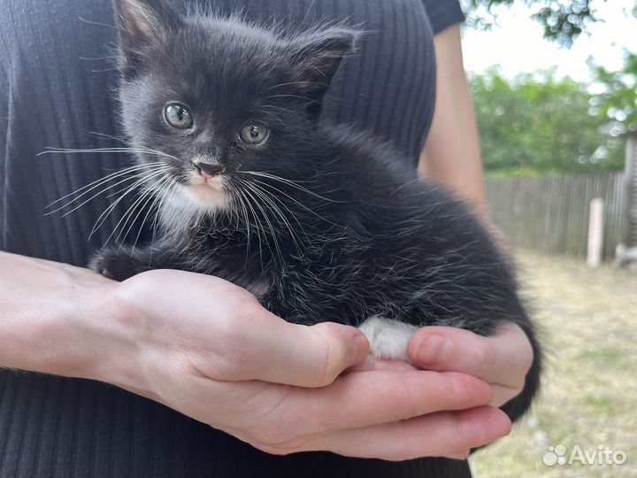 Котенок, девочка