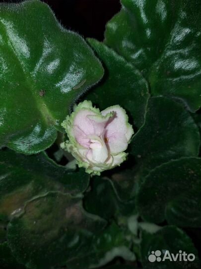 Фиалка в горшках