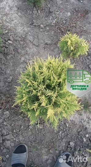 Туя Голден Глоб