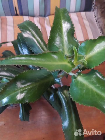 Комнатные цветы каланхоэ