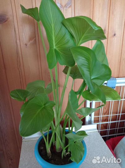 Калла Эфиопская