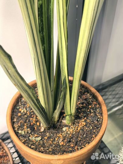 Сансевиерия бентель