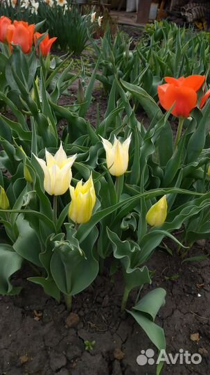 Тюльпаны луковицы