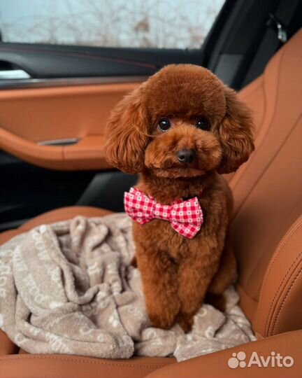 Той-пудель Мальтипу. Редкий. Уникальный окрас