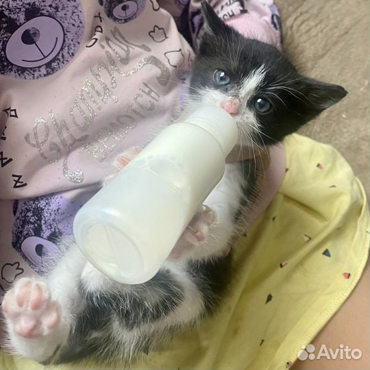 Котенок с приданым в добрые руки