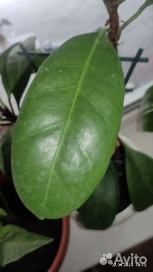 Фикус каучуконосный