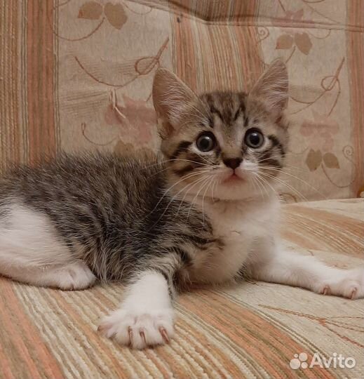 Котенок девочка 3 мес в дар