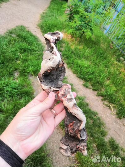 Коряги дрифтвуд