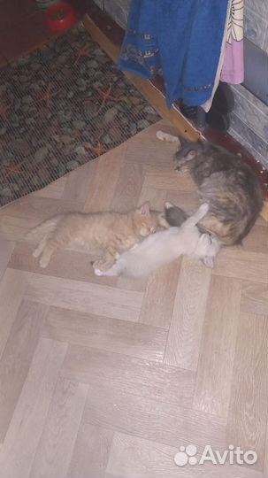 Отдам котят в добрые руки