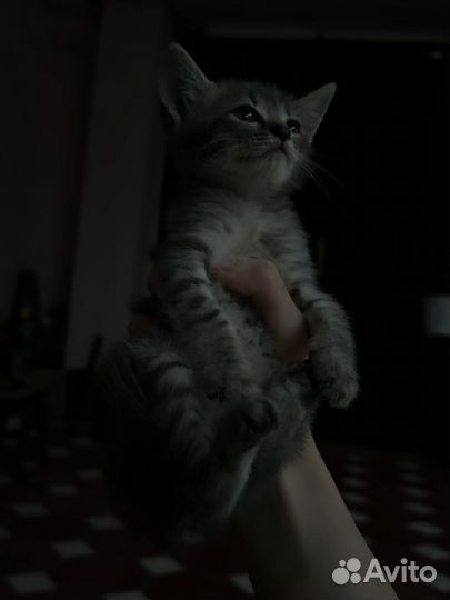 Шотладские котята