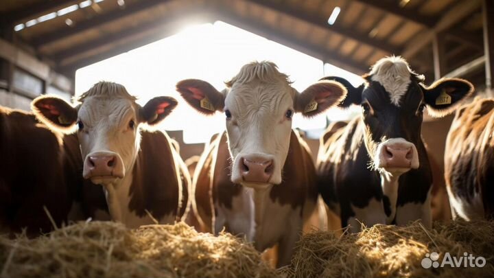 Дояр на агрофирму без опыта