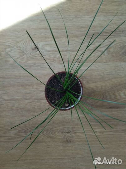 Зефирантес