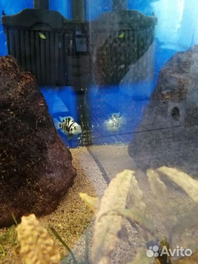 Пара сапфировых попугаев