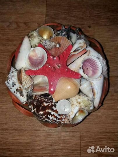 Набор ракушек в аквариум