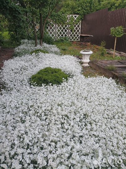 Ясколка почвопокровная