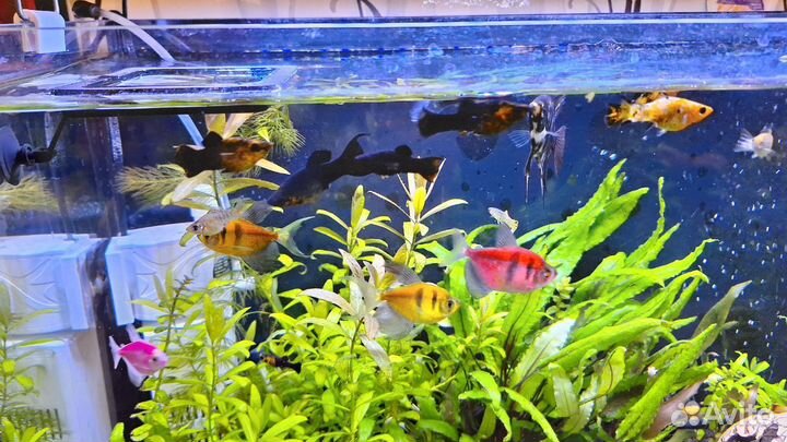 Аквариум с рыбками