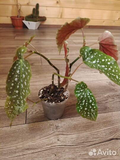 Бегония макулата