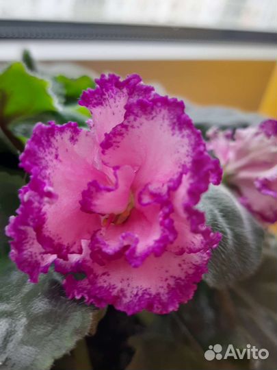 Листики сортовой фиалки с деткой