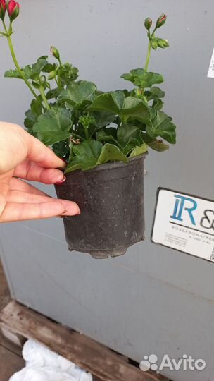 Пеларгония герань