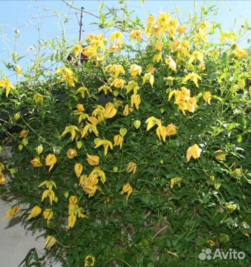 Саженец инжира