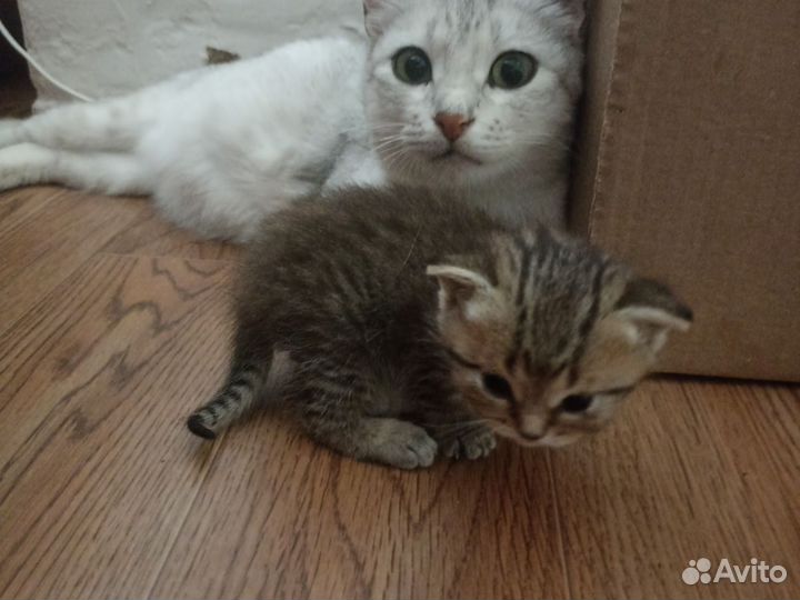 Шотланские вислоухие котята