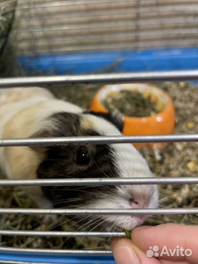 Морская свинка