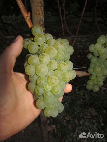 Саженцы и черенки винограда