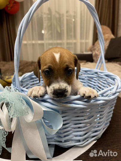 Джек Рассел терьер