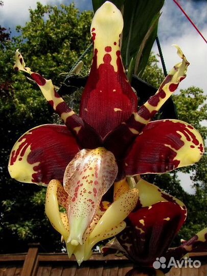Орхидея - Бык. Stanhopea tigrina