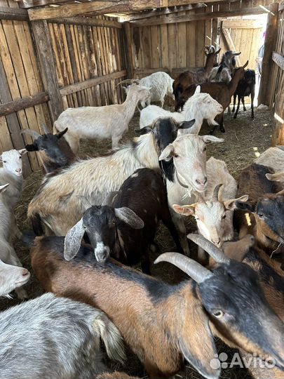 Козы и козлята